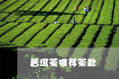 普洱茶推荐茶款/2023101625130