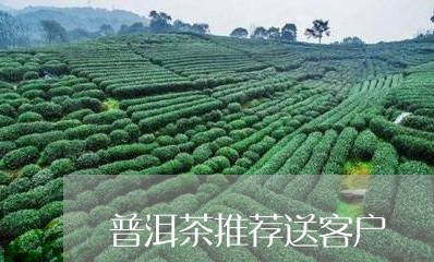 普洱茶推荐送客户/2023120439483