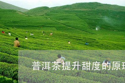 普洱茶提升甜度的原理/2023120603737