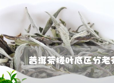 普洱茶搓叶底区分老茶/2023073003938