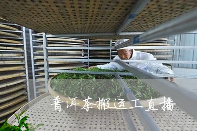 普洱茶搬运工直播/2023120316059