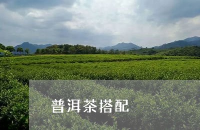 普洱茶搭配/2023090645141