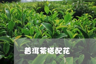 普洱茶搭配花/2023082633737