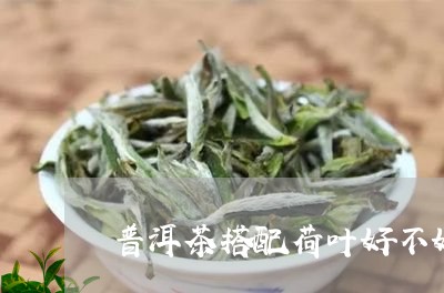 普洱茶搭配荷叶好不好/2023062280527