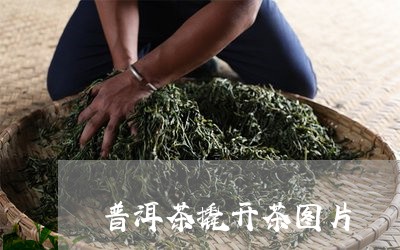 普洱茶撬开茶图片/2023120414704