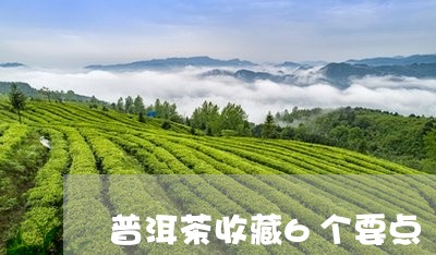 普洱茶收藏6个要点/2023101693728