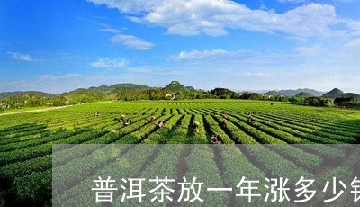 普洱茶放一年涨多少钱/2023061506169