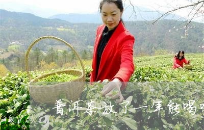 普洱茶放了一年能喝吗/2023072259514