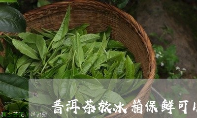 普洱茶放冰箱保鲜可以吗/2023102470592