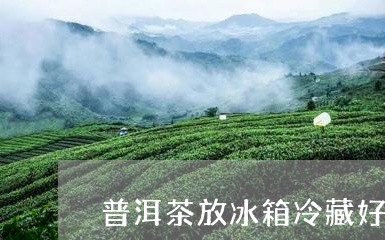 普洱茶放冰箱冷藏好吗/2023092939362