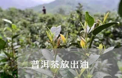 普洱茶放出油/2023042618490