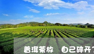 普洱茶放旳自己碎开了/2023092902825