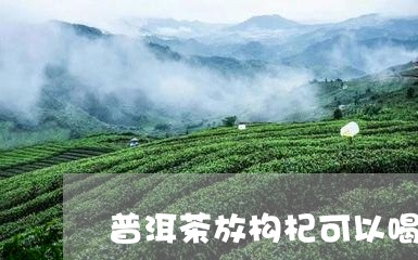 普洱茶放构杞可以喝吗/2023092722824