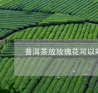 普洱茶放玫瑰花可以吗/2023061543935