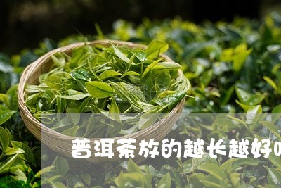 普洱茶放的越长越好吗/2023092880270