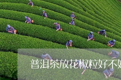 普洱茶放花椒粒好不好/2023062028626