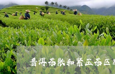 普洱茶散和紧压茶区别/2023062248305