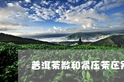 普洱茶散和紧压茶区别与功效/2023121705050