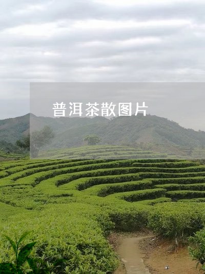 普洱茶散图片/2023042787685