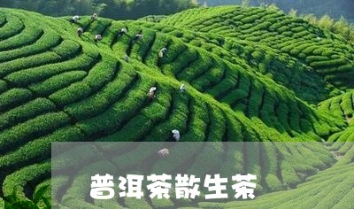 普洱茶散生茶/2023042870250