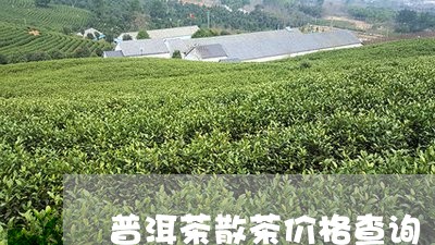 普洱茶散茶价格查询/2023091431714