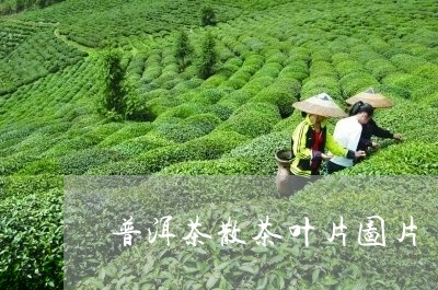 普洱茶散茶叶片图片/2023110970594