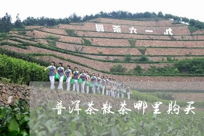 普洱茶散茶哪里购买/2023070945149