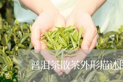 普洱茶散茶外形描述图片大全/2023121784848