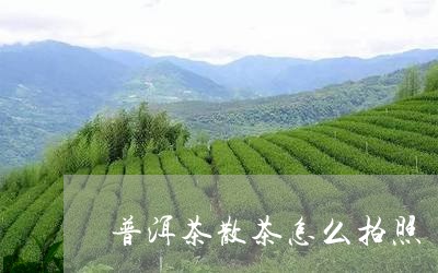 普洱茶散茶怎么拍照/2023091446370