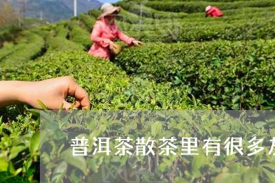 普洱茶散茶里有很多灰尘/2023122059381