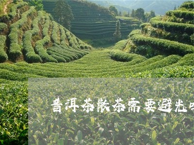 普洱茶散茶需要避光吗/2023080371816