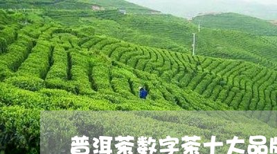 普洱茶数字茶十大品牌/2023062220372