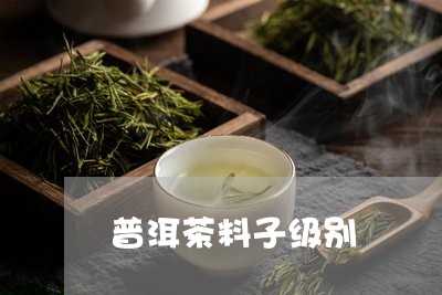 普洱茶料子级别/2023110683937