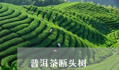 普洱茶断头树/2023042777970