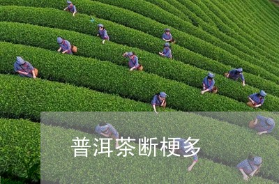 普洱茶断梗多/2023081858391