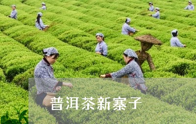 普洱茶新寨子/2023042774438