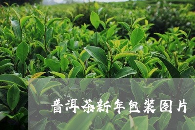 普洱茶新年包装图片/2023071158370