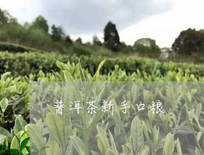 普洱茶新手口粮/2023083093725