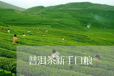 普洱茶新手口粮/2023121728494