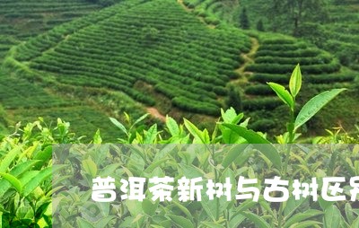 普洱茶新树与古树区别/2023072270594