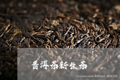 普洱茶新生茶/2023042872385