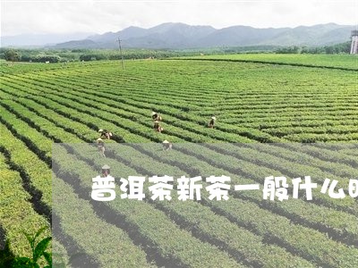 普洱茶新茶一般什么时候开始/2023110227261