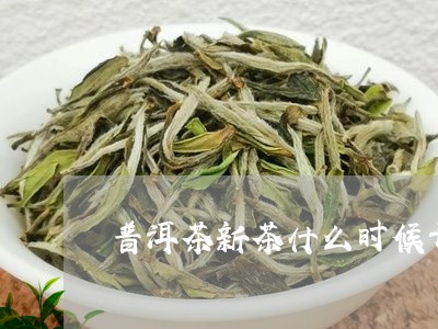 普洱茶新茶什么时候开始出现的/2023082658293