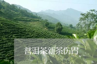 普洱茶新茶伤胃/2023110939572