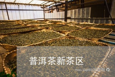 普洱茶新茶区/2023042600238