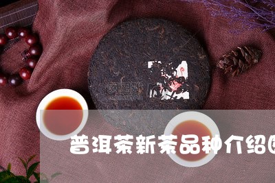 普洱茶新茶品种介绍图片及价格/2023083029259