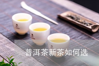 普洱茶新茶如何选/2023083017151