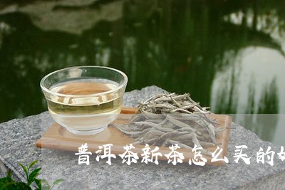 普洱茶新茶怎么买的好些/2023083079603