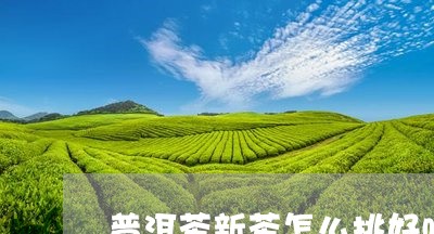 普洱茶新茶怎么挑好喝的/2023083026148