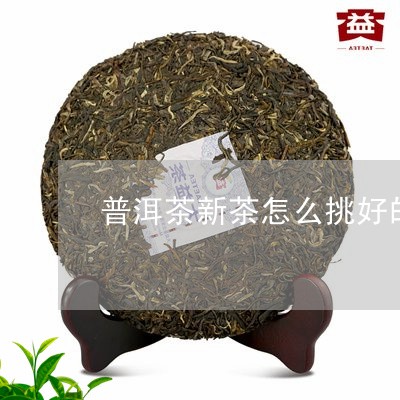 普洱茶新茶怎么挑好的呢/2023083058704